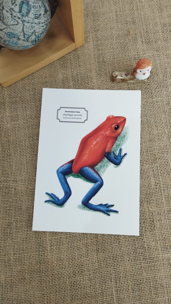 Affiche naturaliste d'une dendrobate fraise