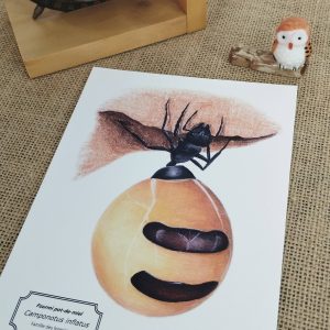 Affiche naturaliste d'une fourmi pot de miel