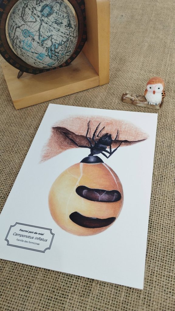 Affiche naturaliste d'une fourmi pot de miel