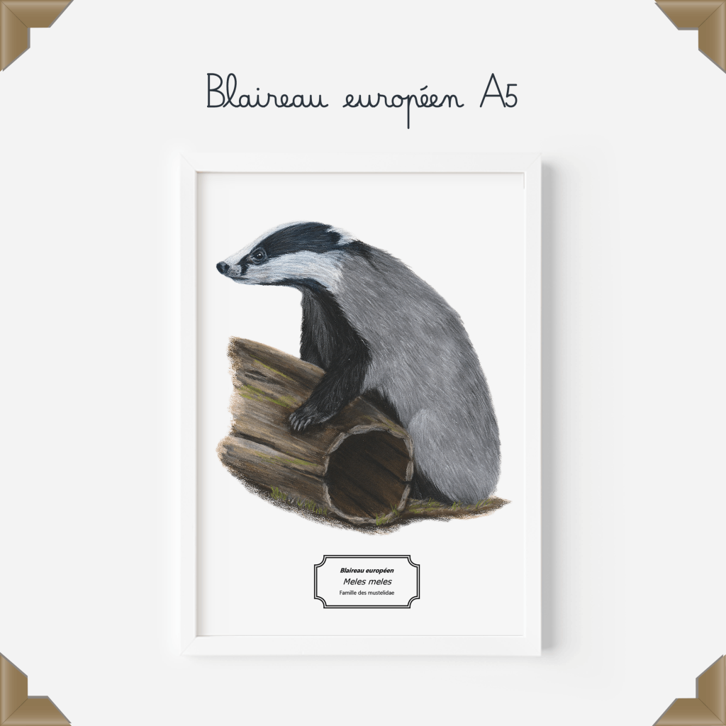 Affiche naturaliste d'un blaireau européen