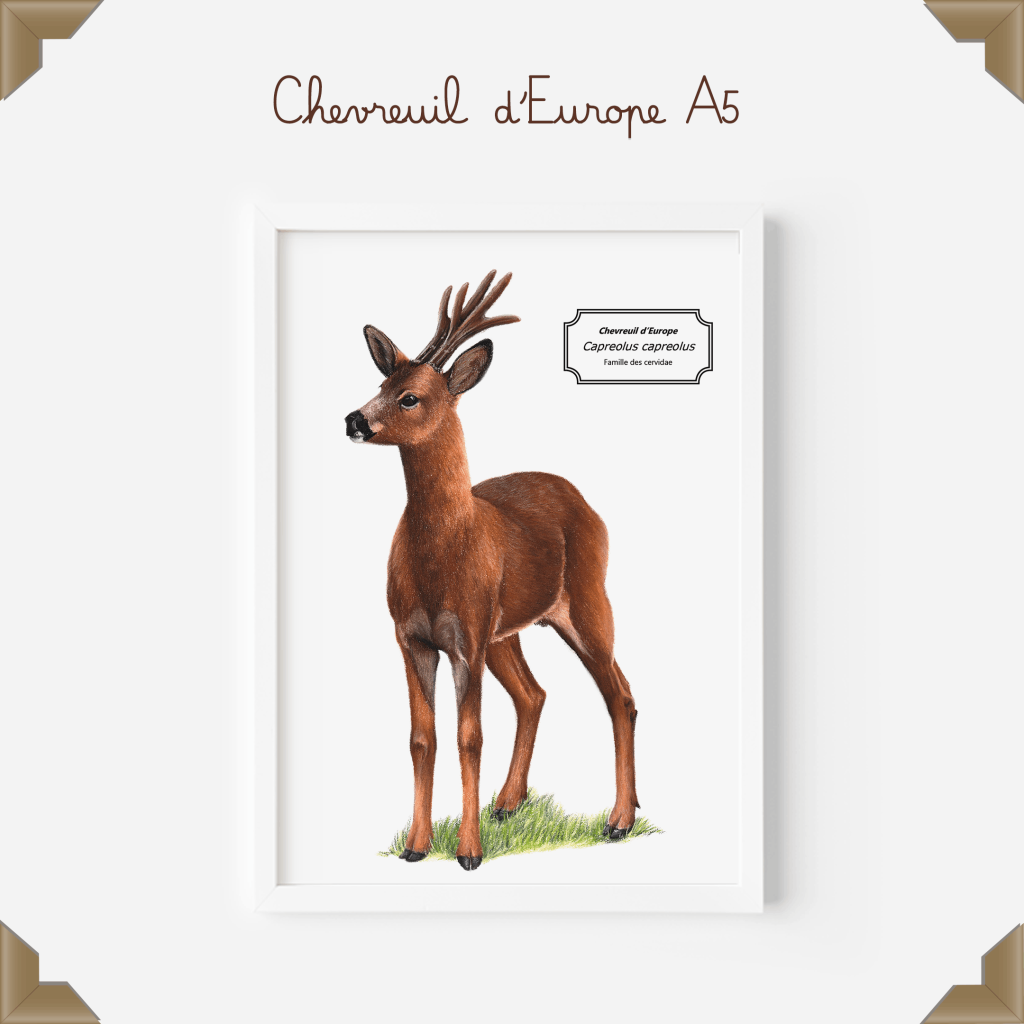 Affiche naturaliste d'un chevreuil