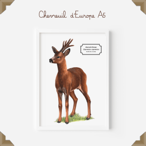 Affiche naturaliste d'un chevreuil