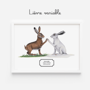 Affiche naturaliste du lièvre variable