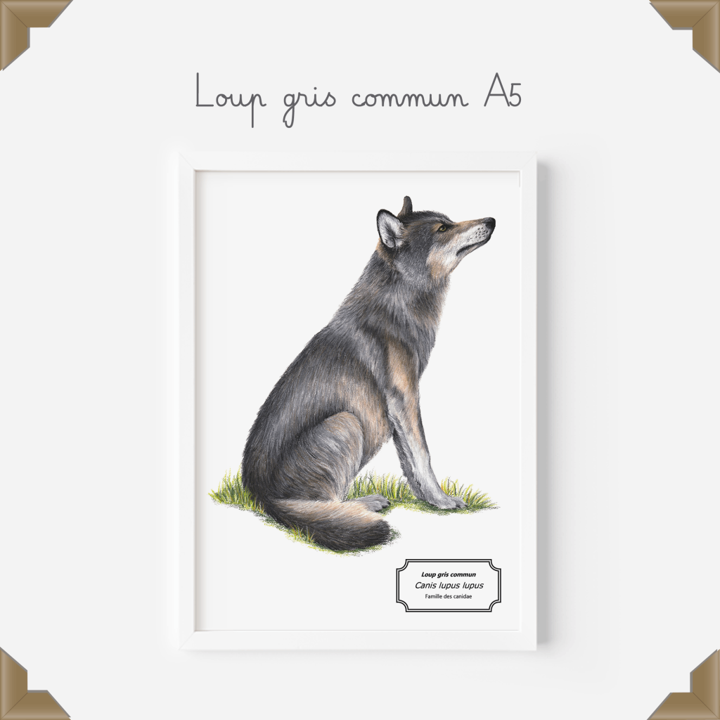 Affiche-loup-gris