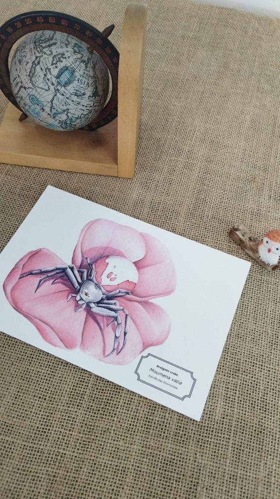 affiche naturaliste d'une araignée crabe rose posée sur une table