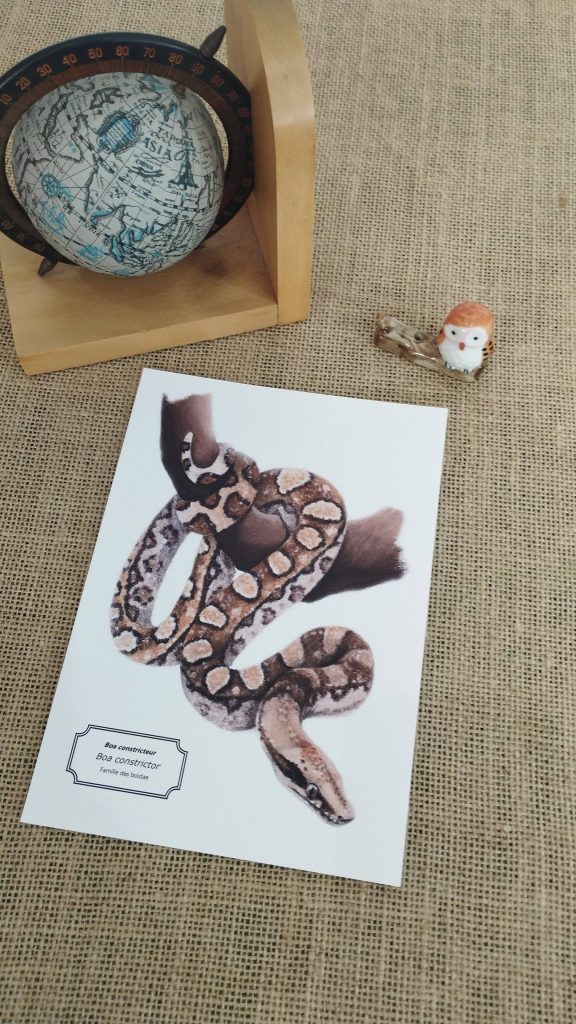 Affiche naturaliste d’un boa constricteur