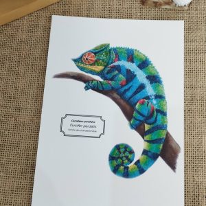 affiche naturaliste caméléon panthère