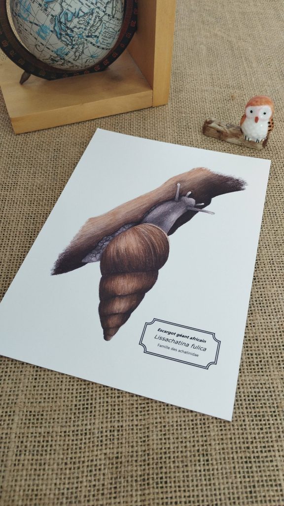 Affiche naturaliste d'un escargot géant d'afrique