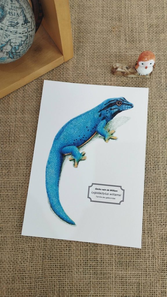 Affiche naturaliste d’un gecko nain de William