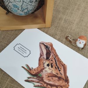 Affiche naturaliste d'une grenouille rousse