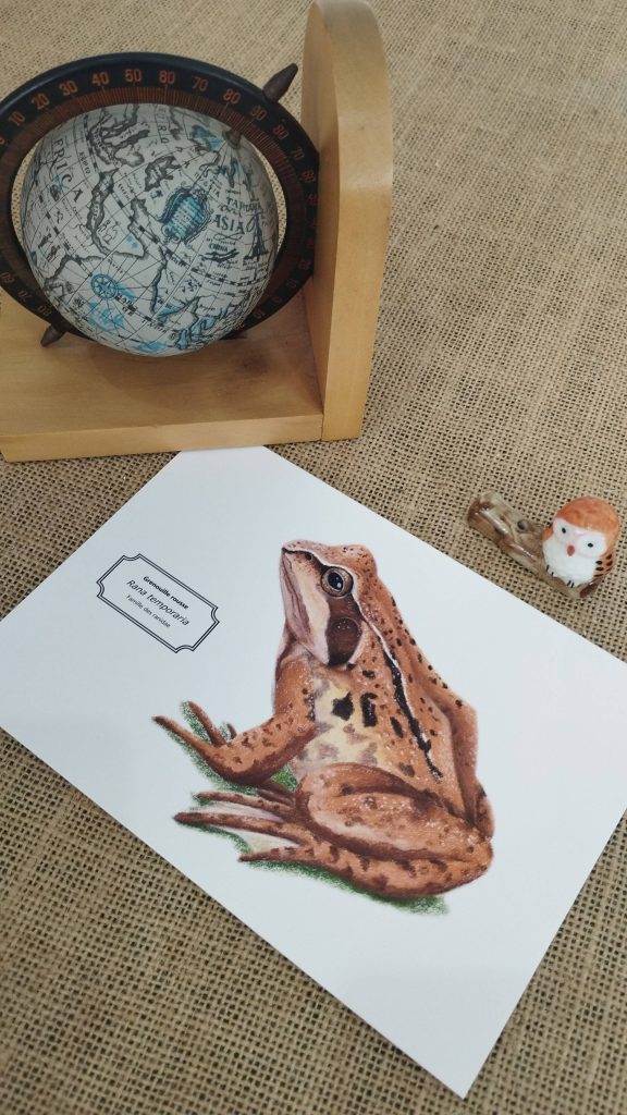 Affiche naturaliste d'une grenouille rousse