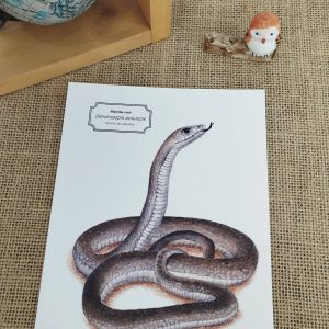 Affiche naturaliste d’un mamba noir
