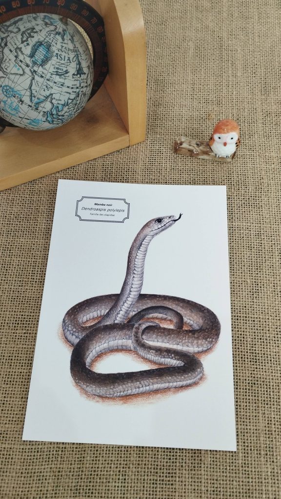 Affiche naturaliste d’un mamba noir