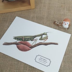 Affiche naturaliste d'une mante religieuse