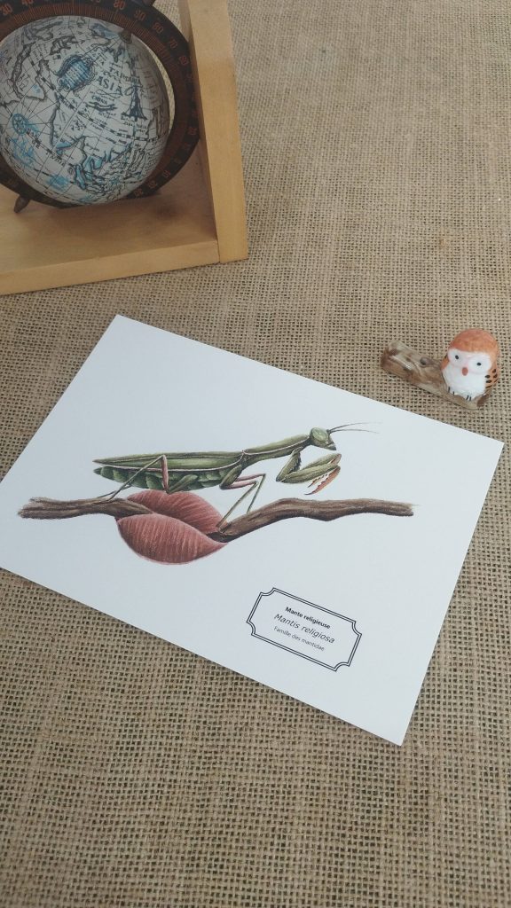 Affiche naturaliste d'une mante religieuse