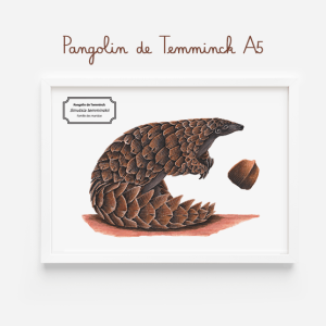 Affiche naturaliste d'un pangolin de temminck