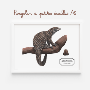 Affiche naturaliste d'un Pangolin à petite écaille