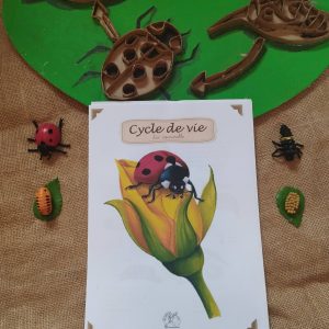 Utilisation du PDF éducatif du cycle de vie des coccinelles.