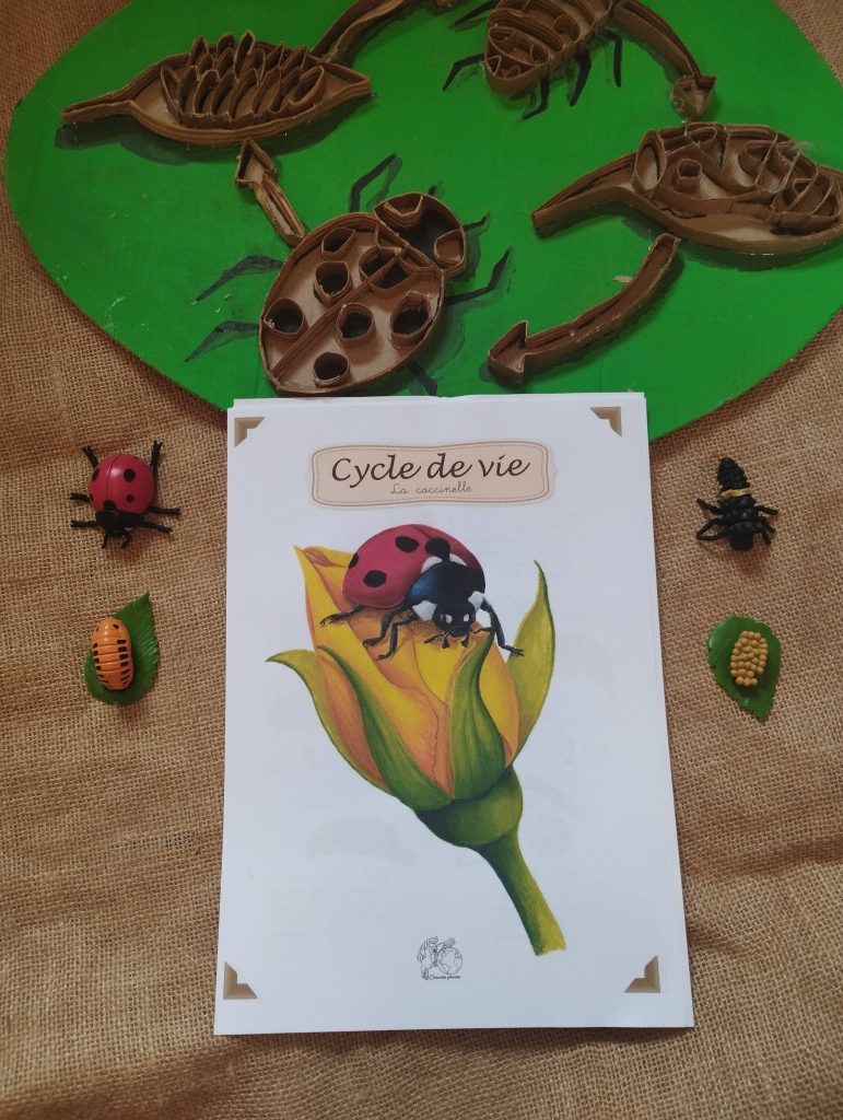 Utilisation du PDF éducatif du cycle de vie des coccinelles.