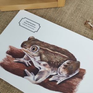 Affiche naturaliste d'un crapaud des plaines