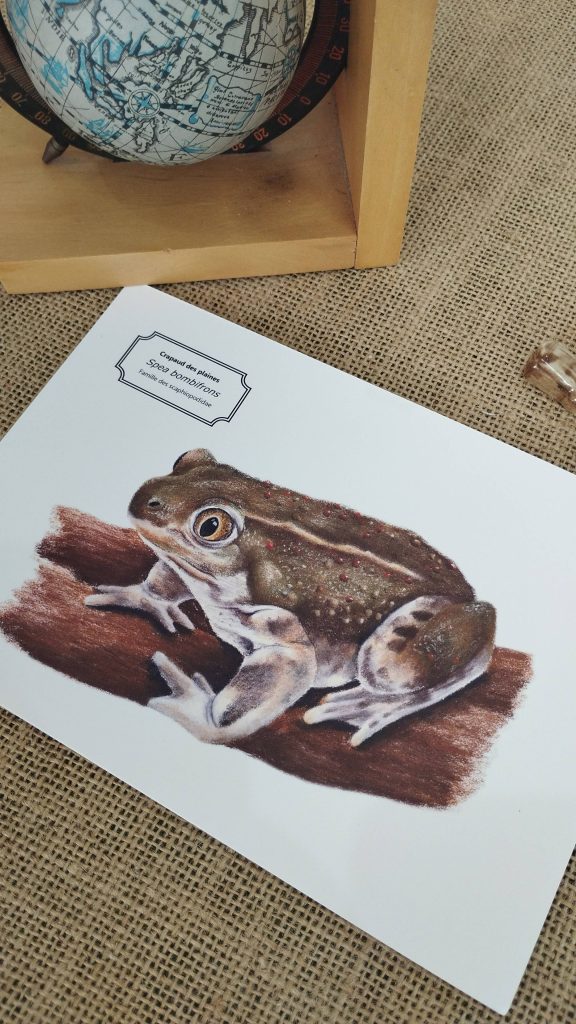 Affiche naturaliste d'un crapaud des plaines