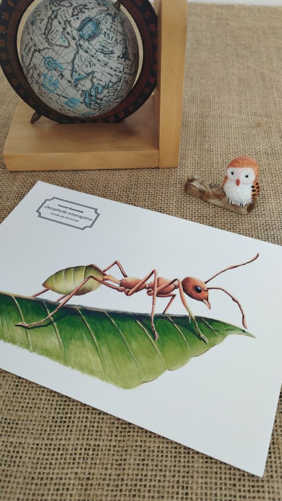 Affiche naturaliste d'une fourmi tisserande