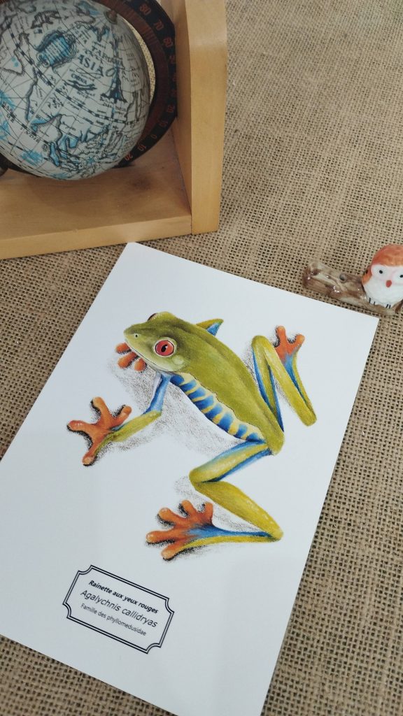 Affiche naturaliste d'une rainette aux yeux rouges