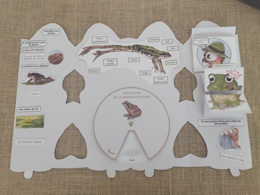 photo du lapbook sur la grenouille terminé