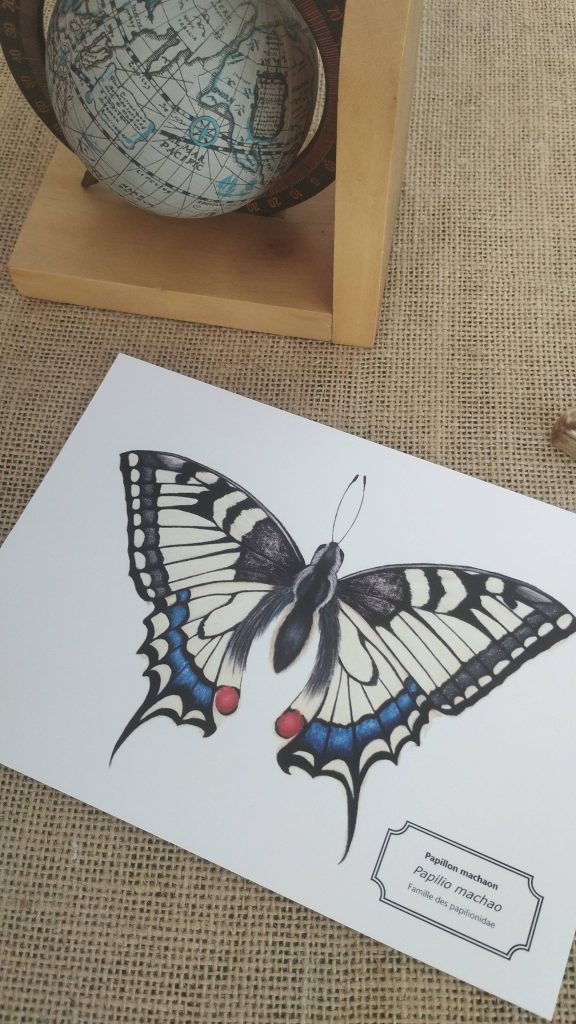 Affiche naturaliste d'un papillon machaon