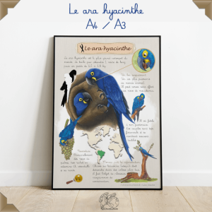affiche éducative du ara hyacinthe