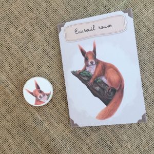 Kit éducatif, l'écureuil roux