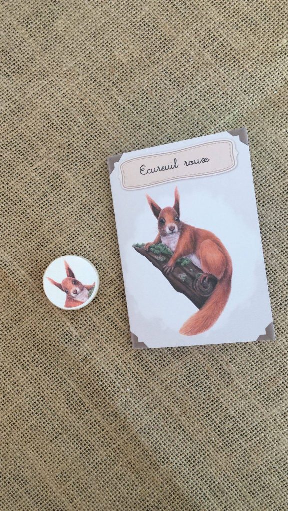 Kit éducatif, l'écureuil roux