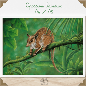 Affiche opossum laineux A4/A5