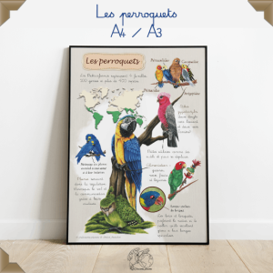affiche éducative sur les perroquets