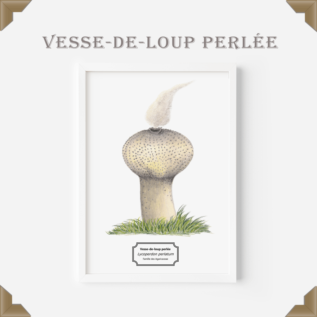 Affiche naturaliste vesse-de-loup perlée