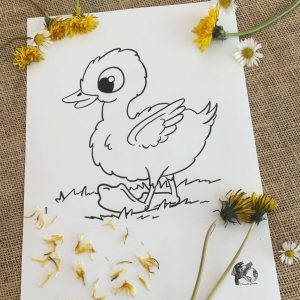 Coloriage pissenlit caneton
