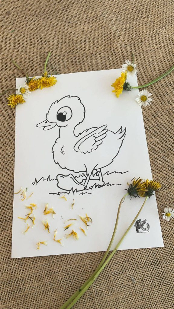 Coloriage pissenlit caneton