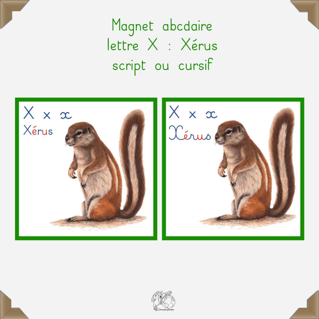 Magnet xérus