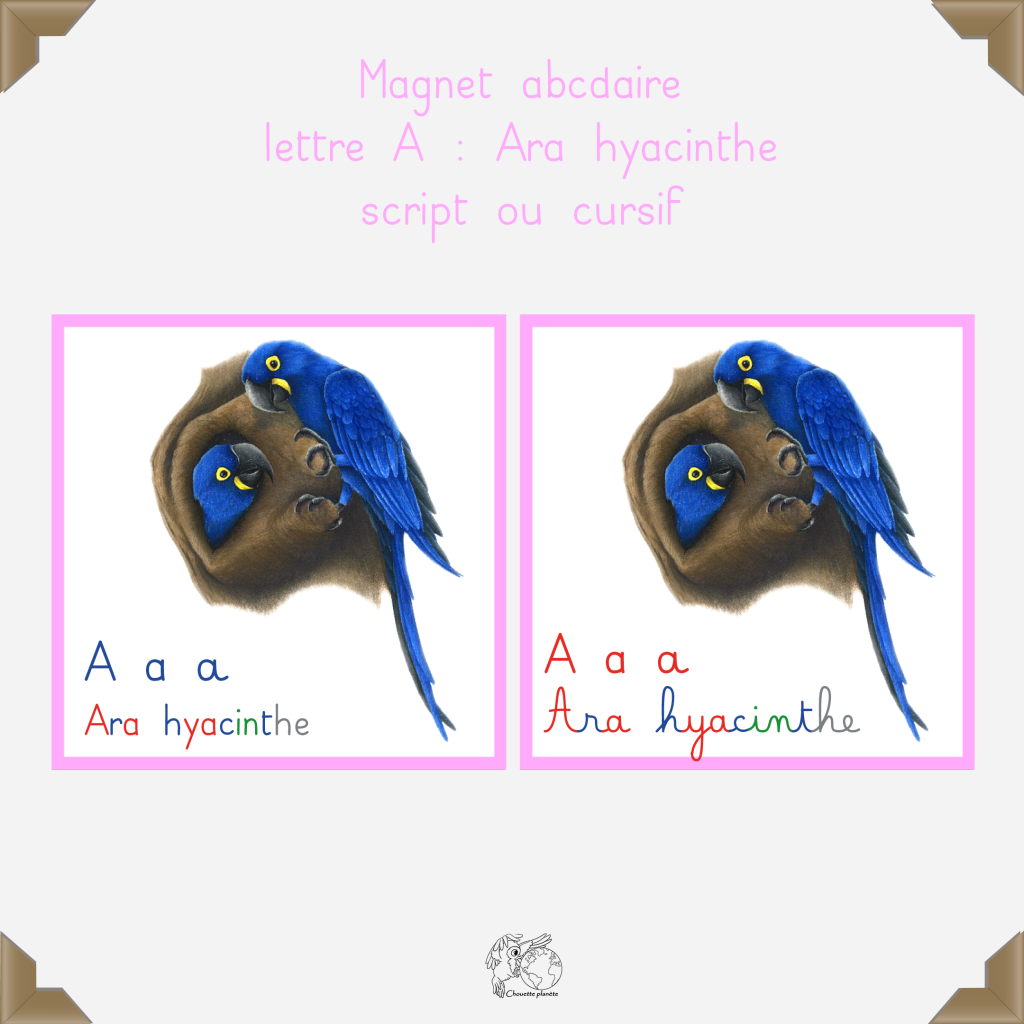 Magnet ara hyacinthe