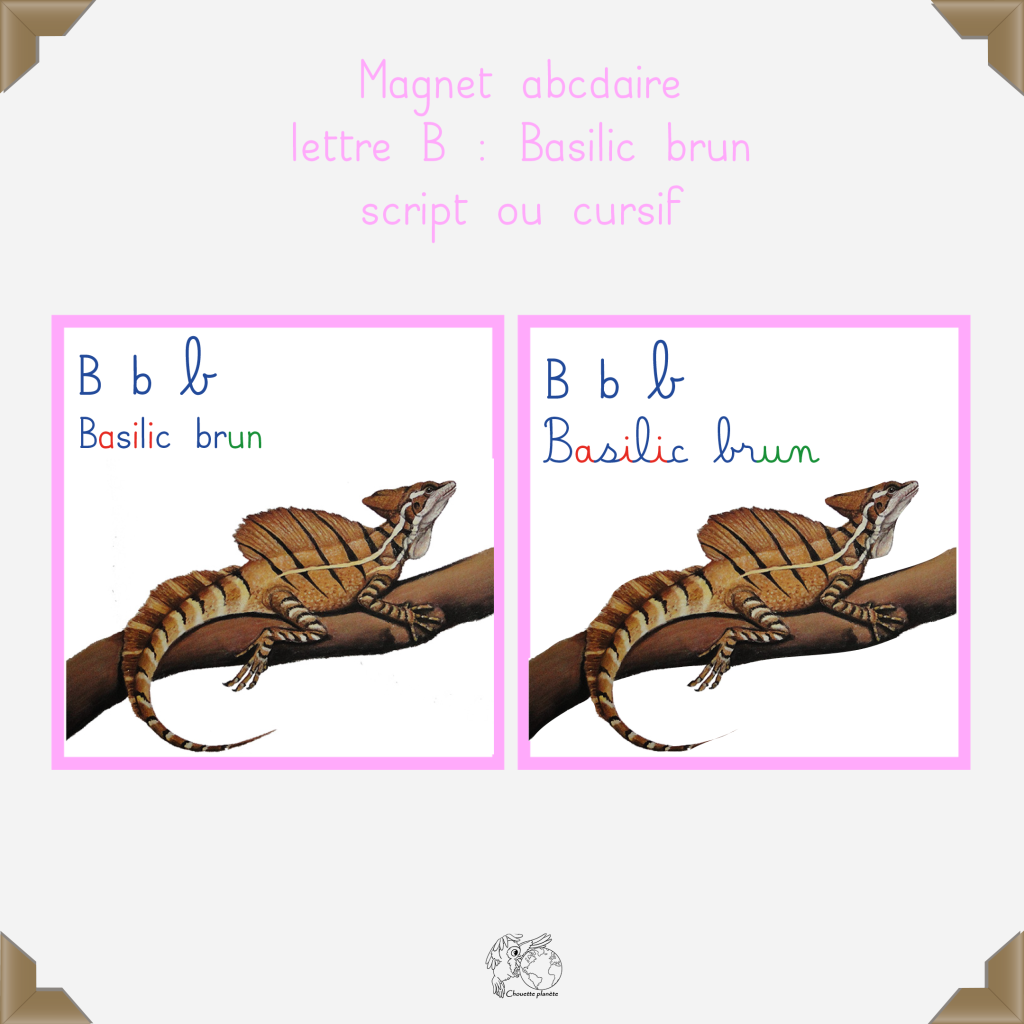 Magnet basilic brun
