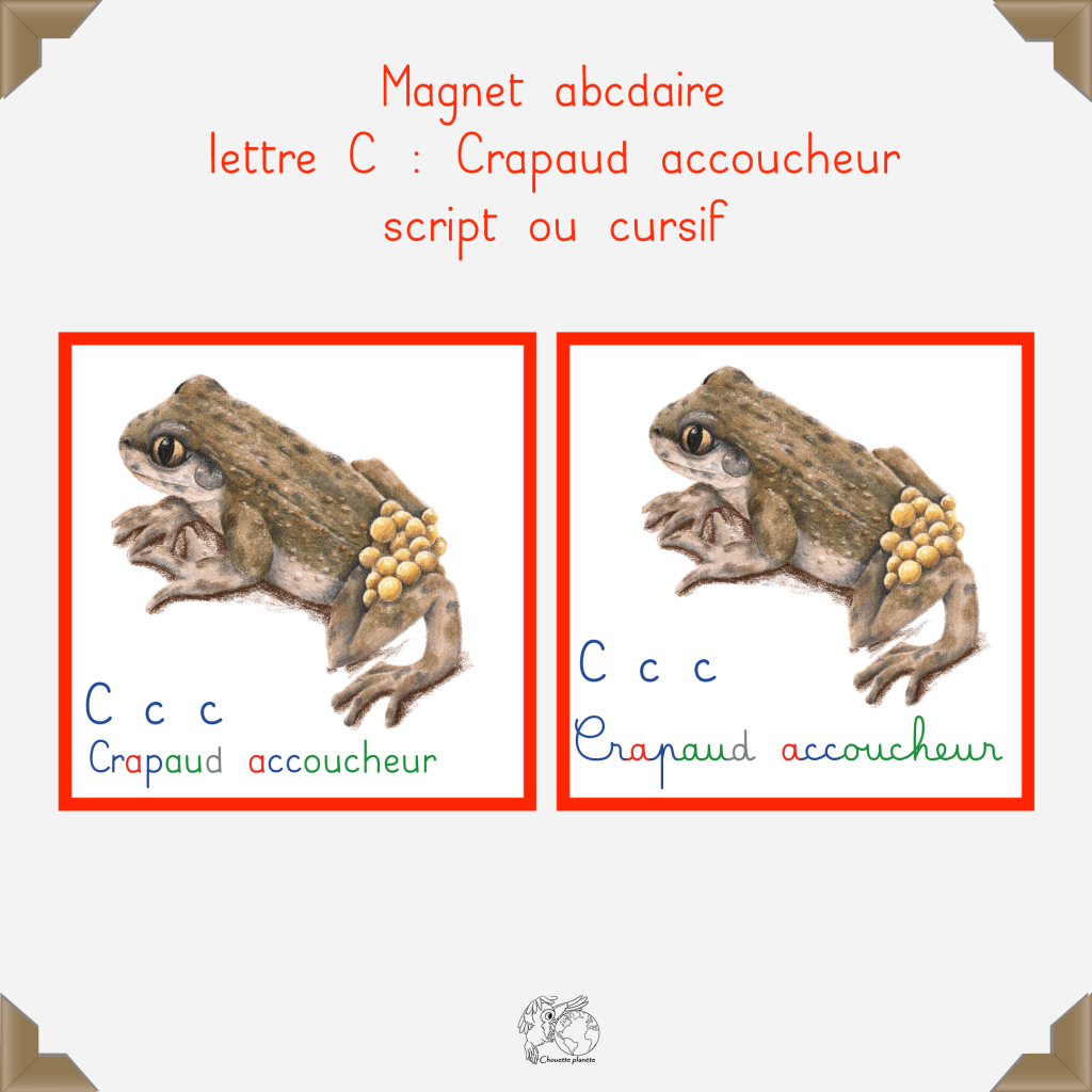 Magnet crapaud accoucheur