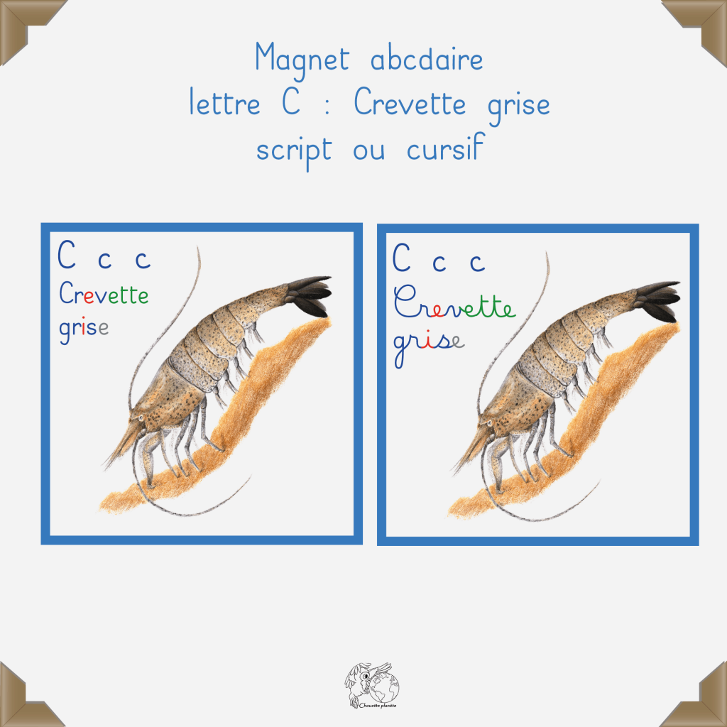 Magnet crevette grise