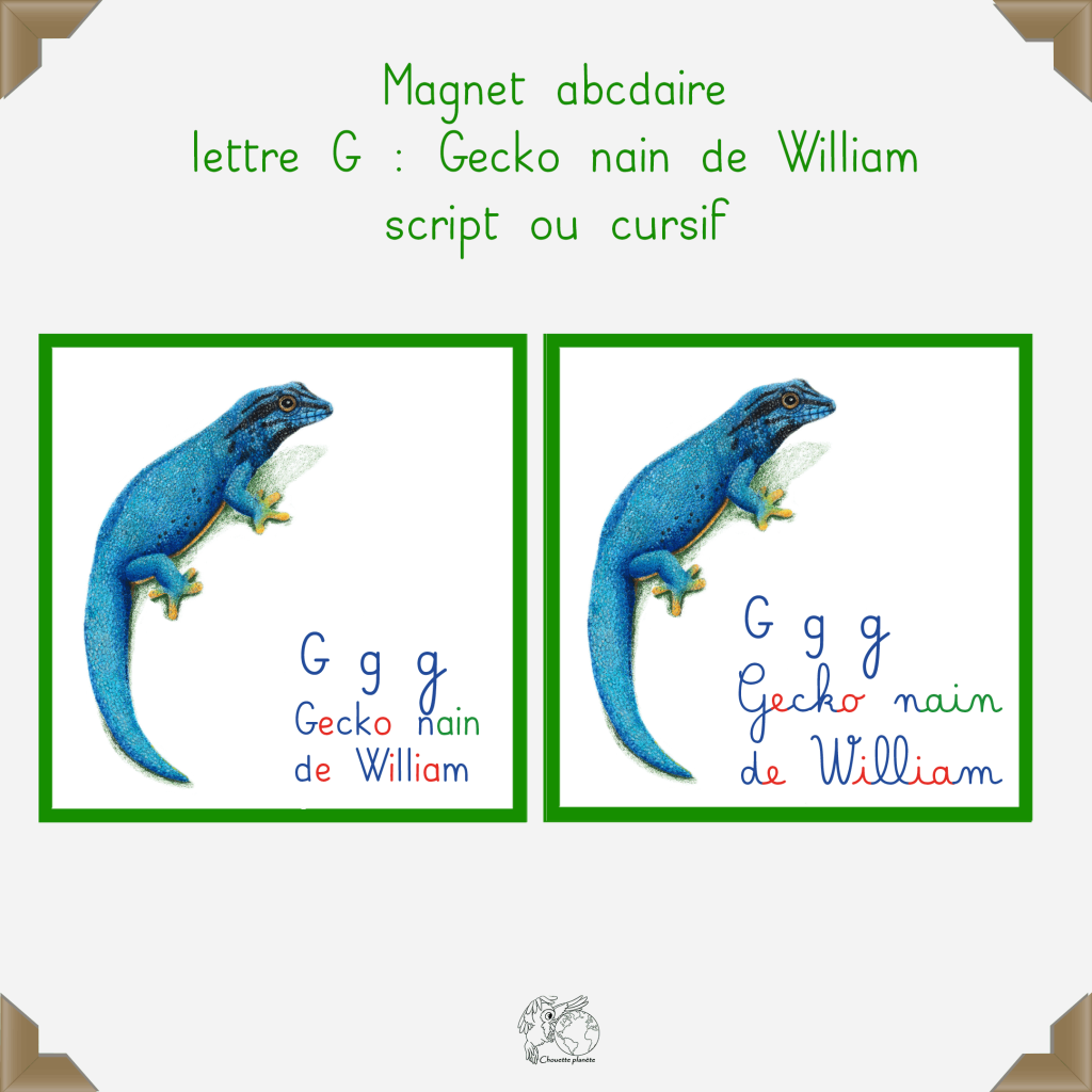 Magnet gecko nain de williams