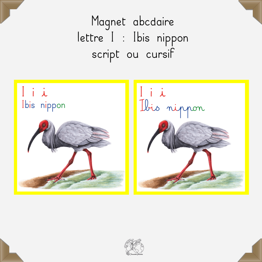 Magnet ibis nippon