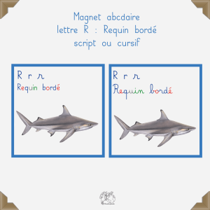 Magnet requin bordé
