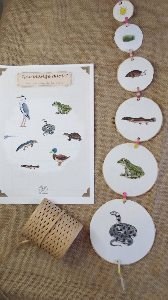 Animaux des mares. Extrait du pdf éducatif “Qui mange quoi de la mare ?”