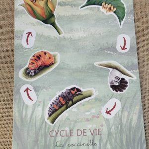Stickers cycle de vie de la coccinelle