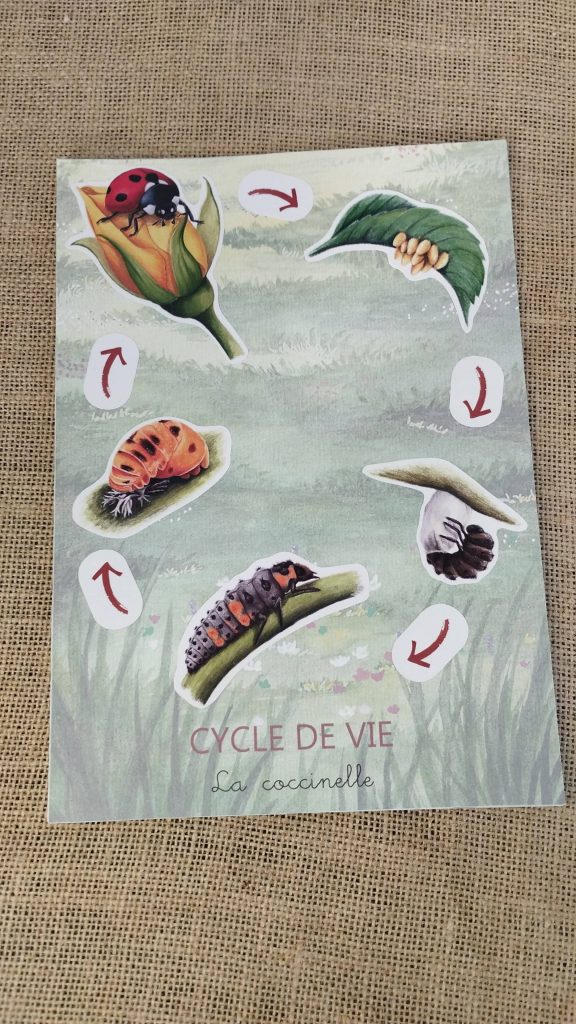 Stickers cycle de vie de la coccinelle