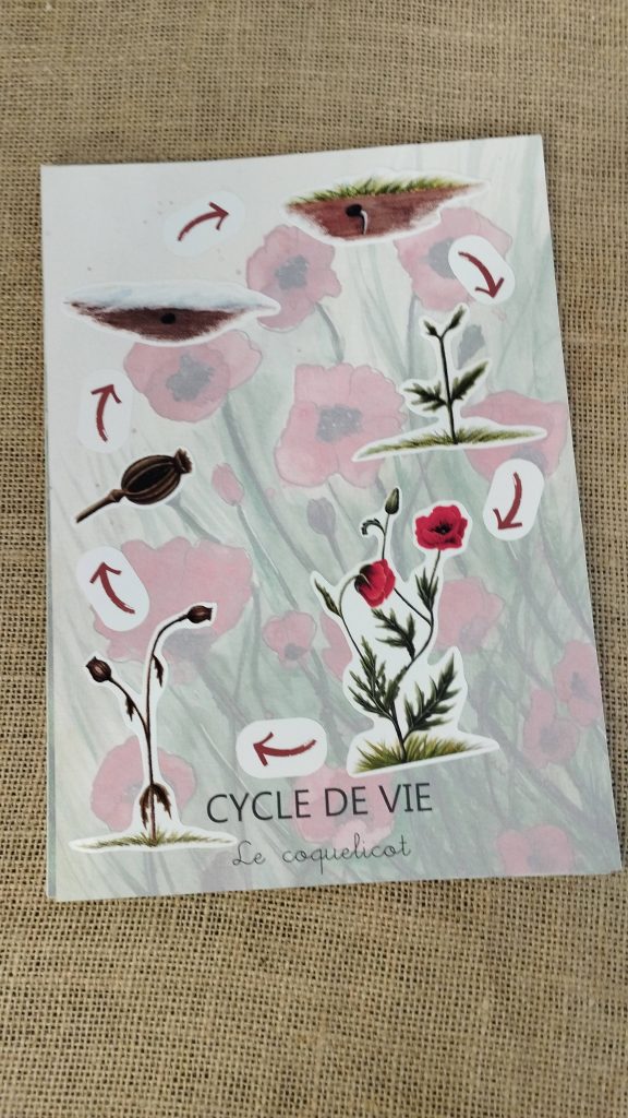 Stickers cycle de vie du coquelicot