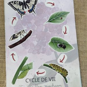 Stickers cycle de vie du papillon machon